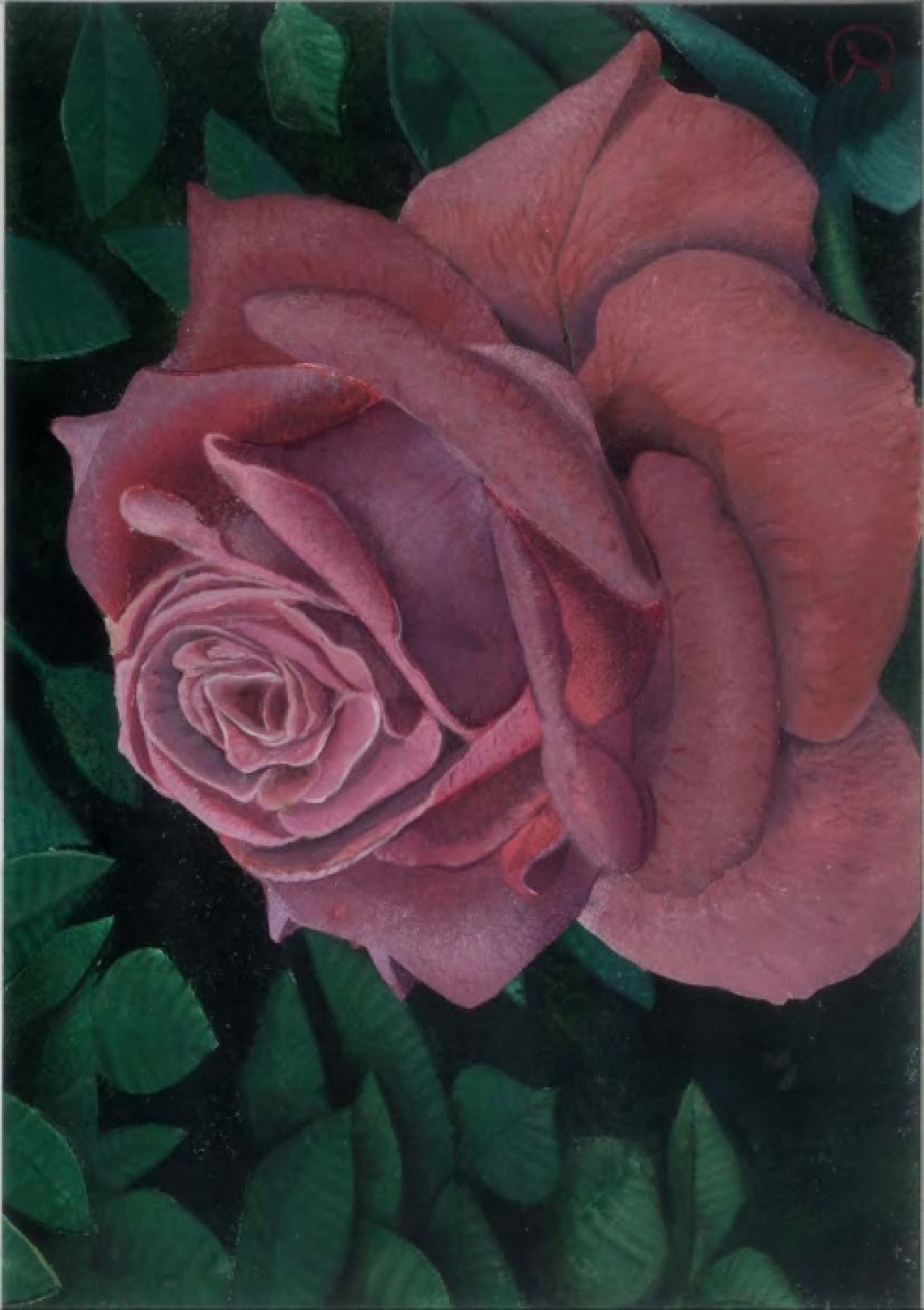 lightred rose