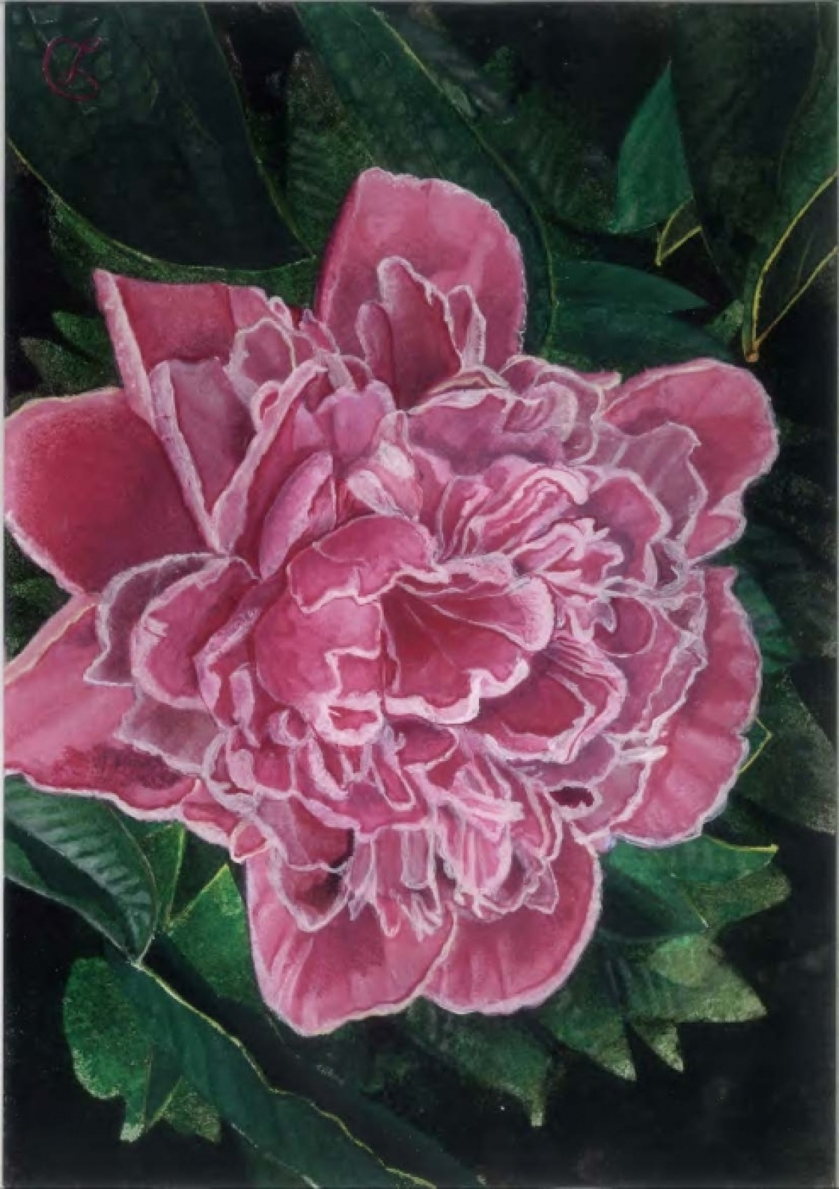 Red peony