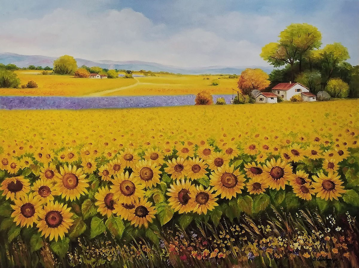 Sunflower field 3
