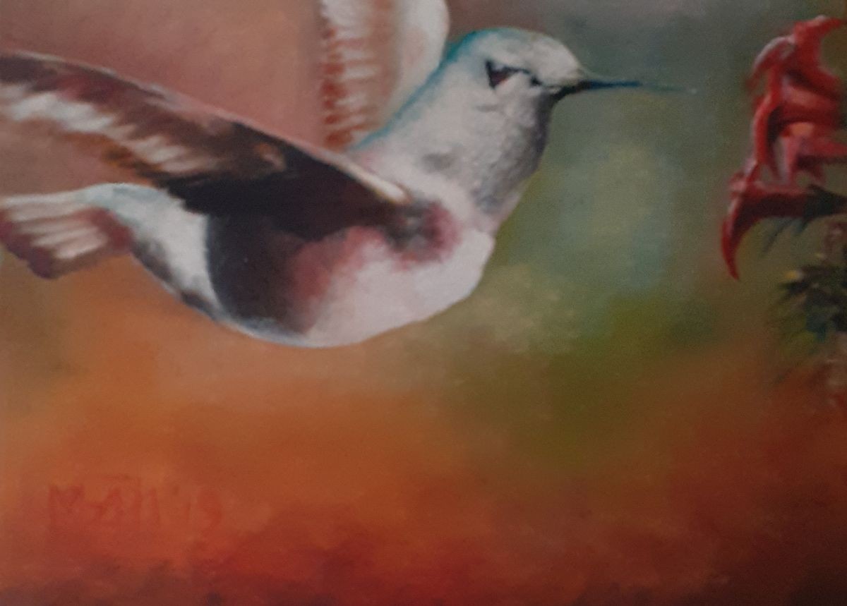 Colibri