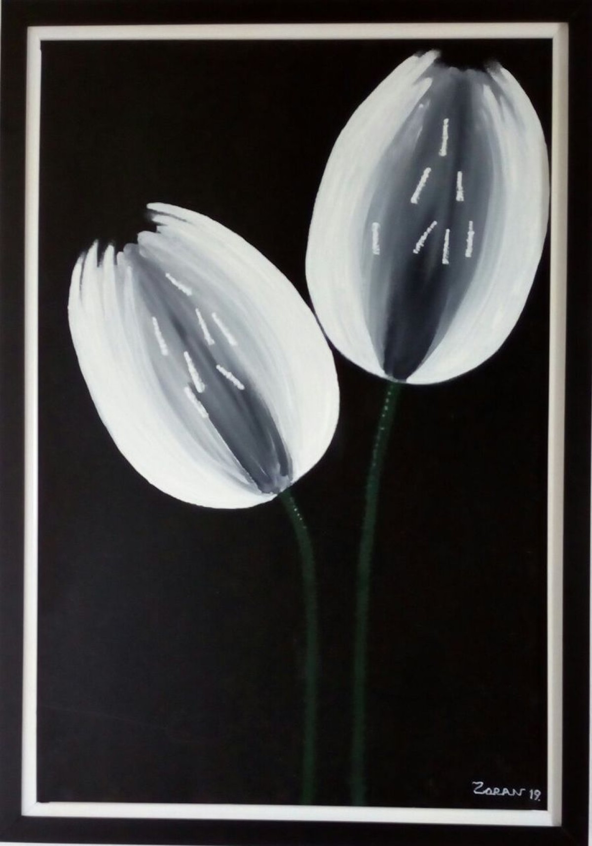 A pair of white tulips