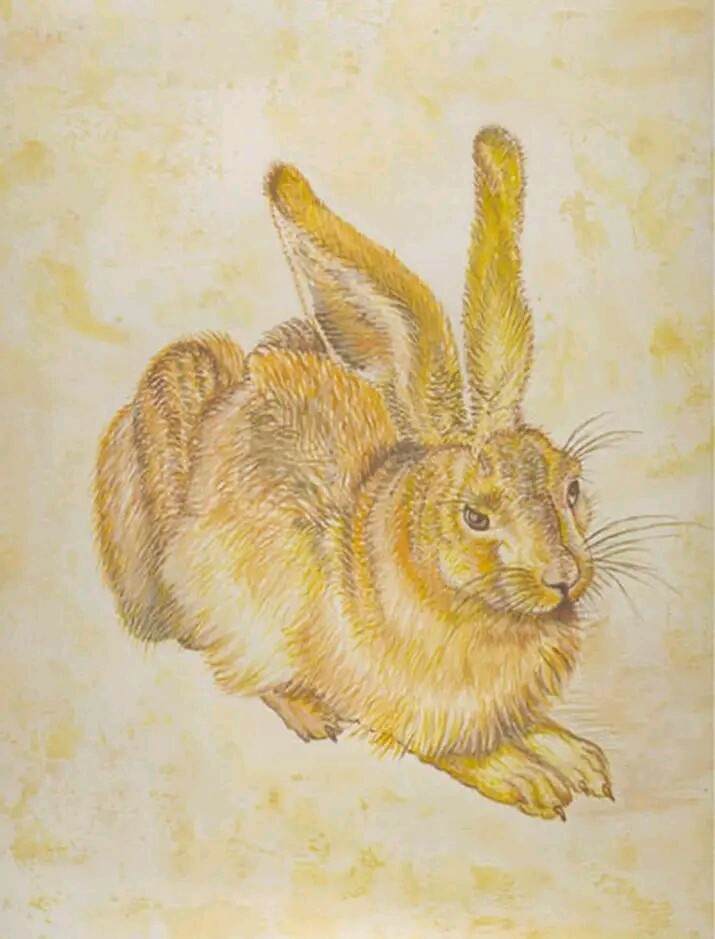 YOUNG HARE