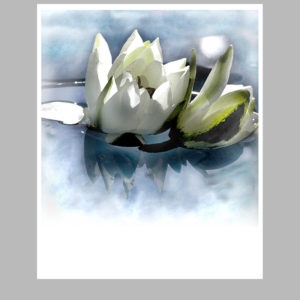 water lily