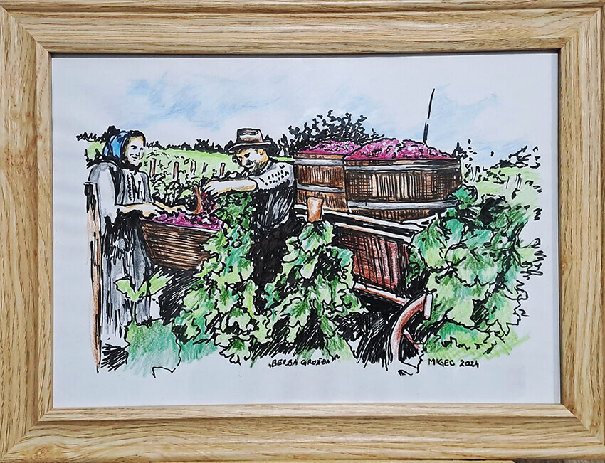 Nº - 39 - Grape harvest