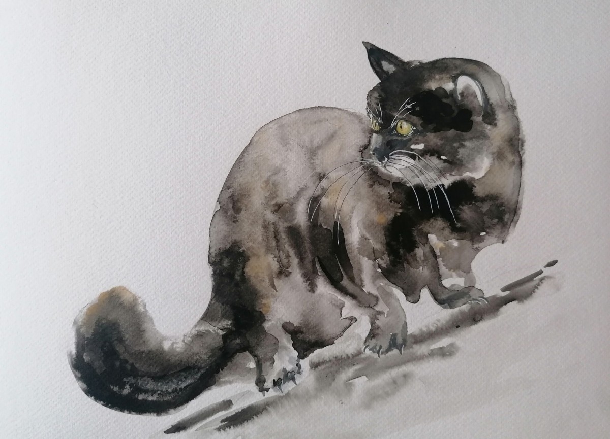 Cat