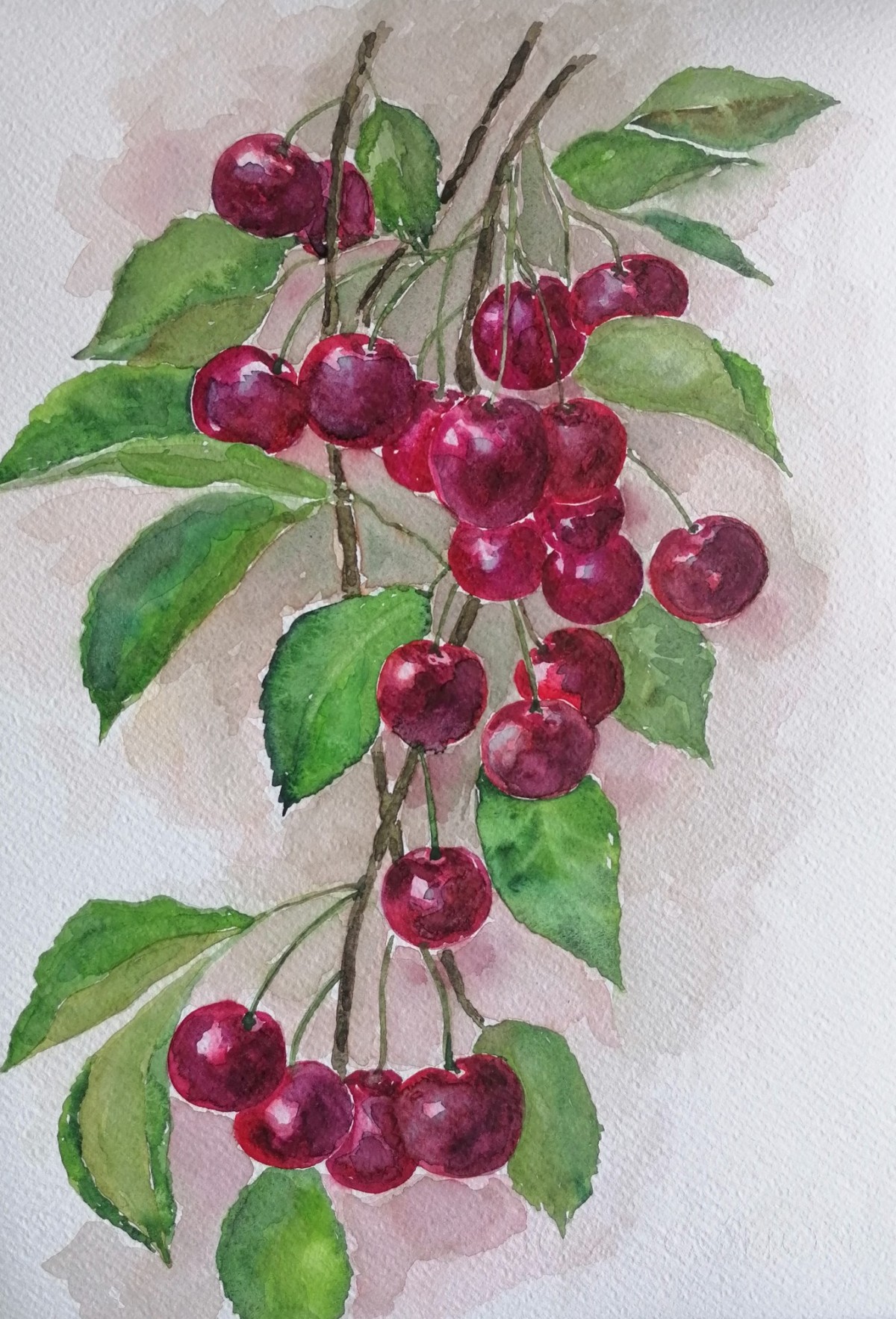 Cherries