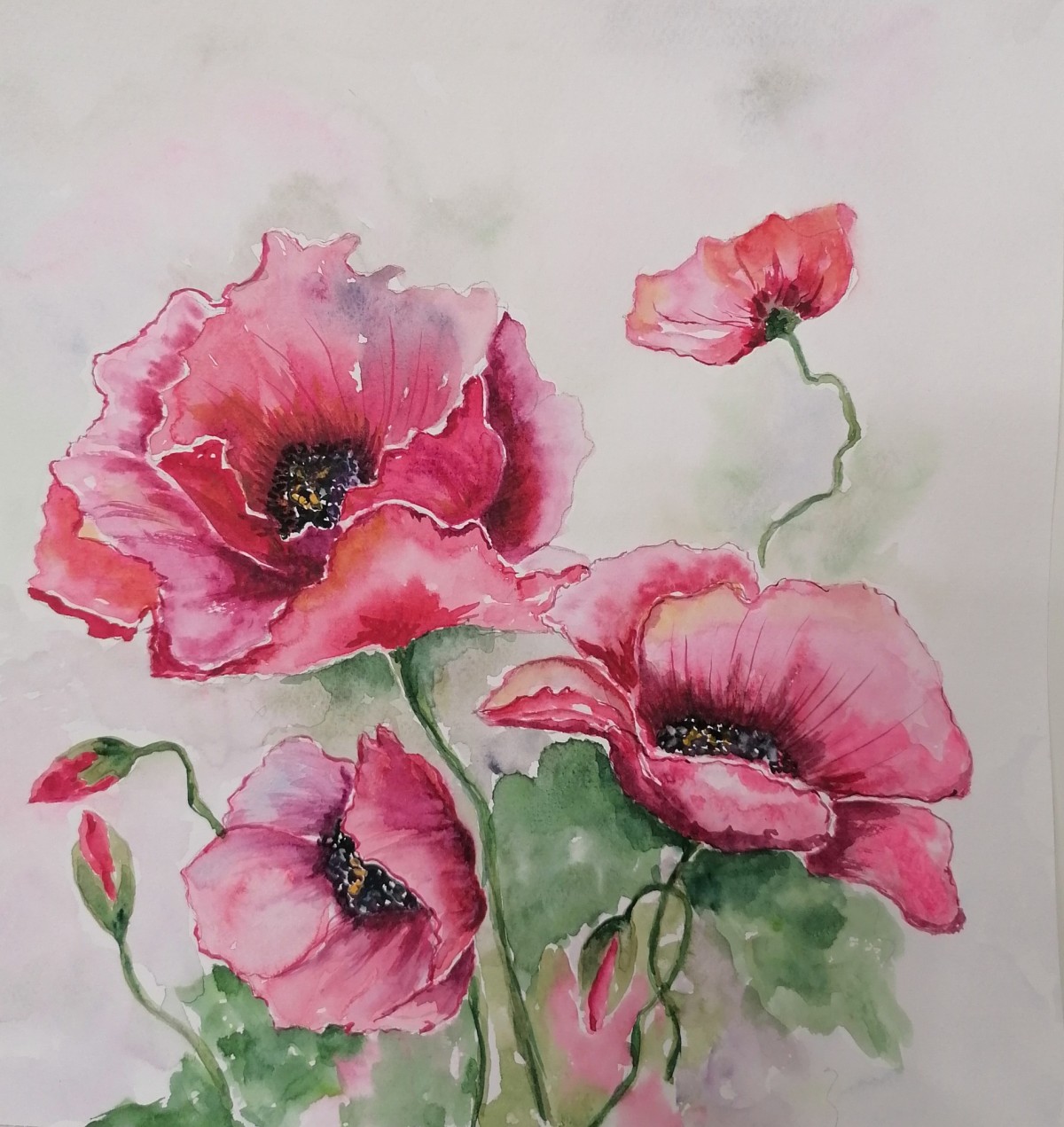 Poppies