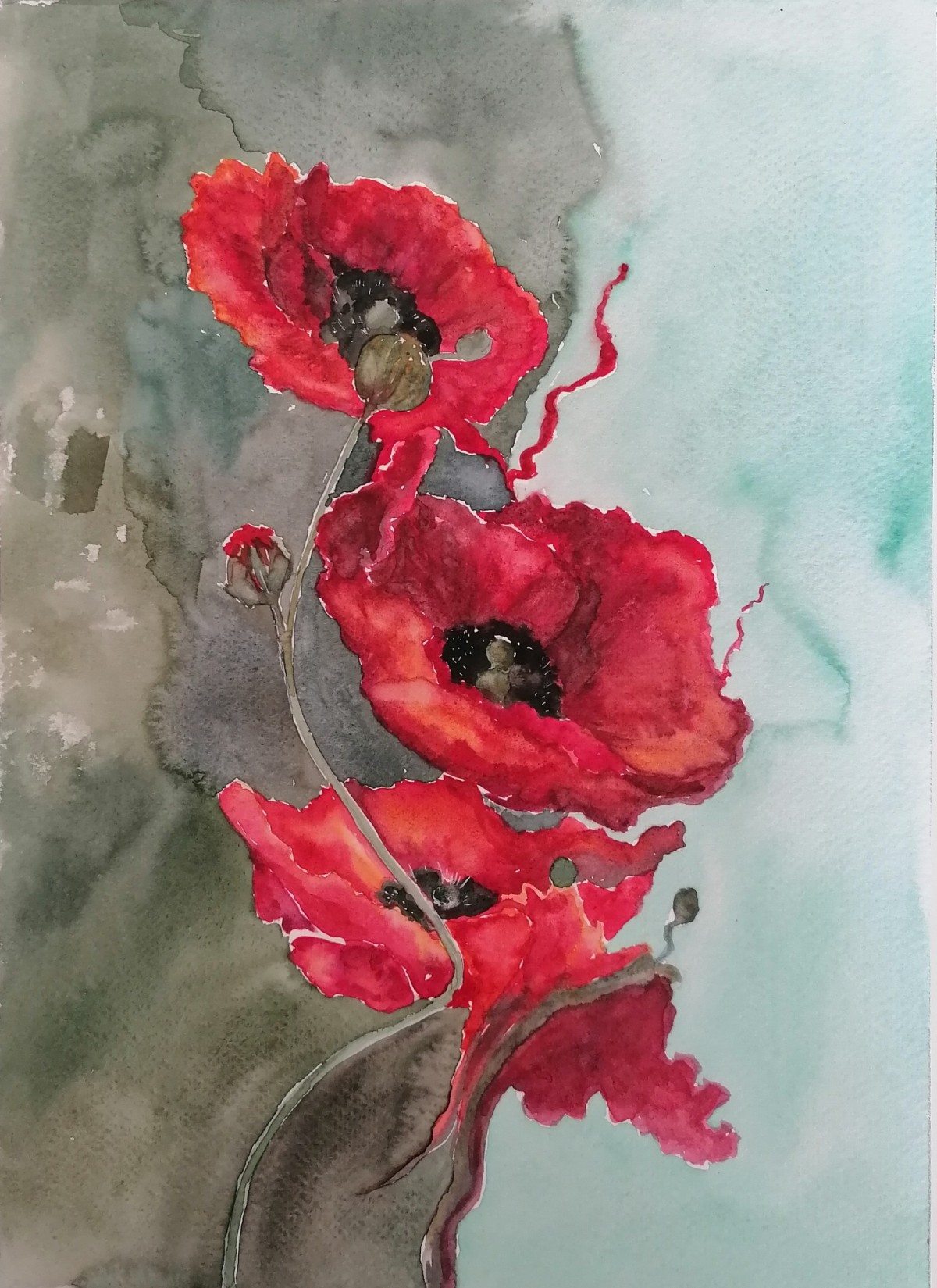 Red poppies
