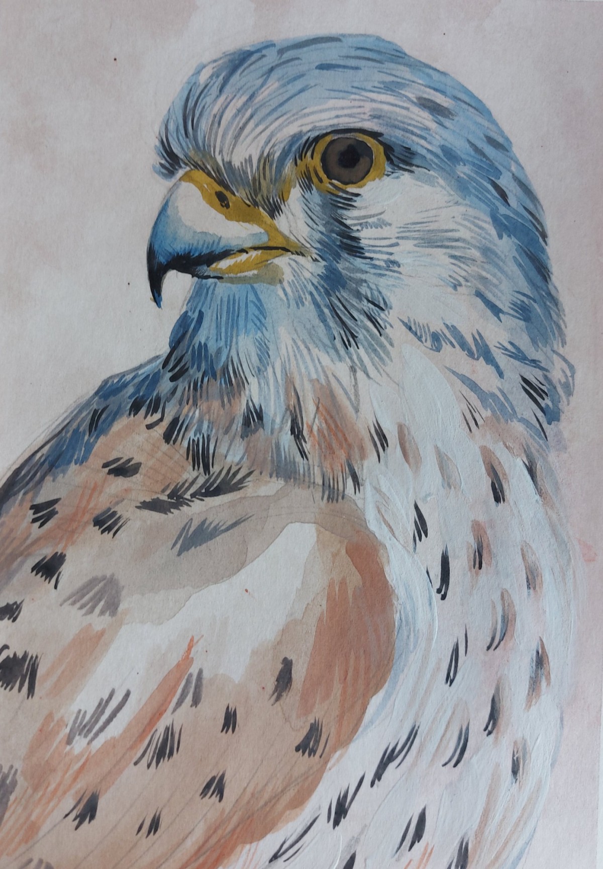 Bird