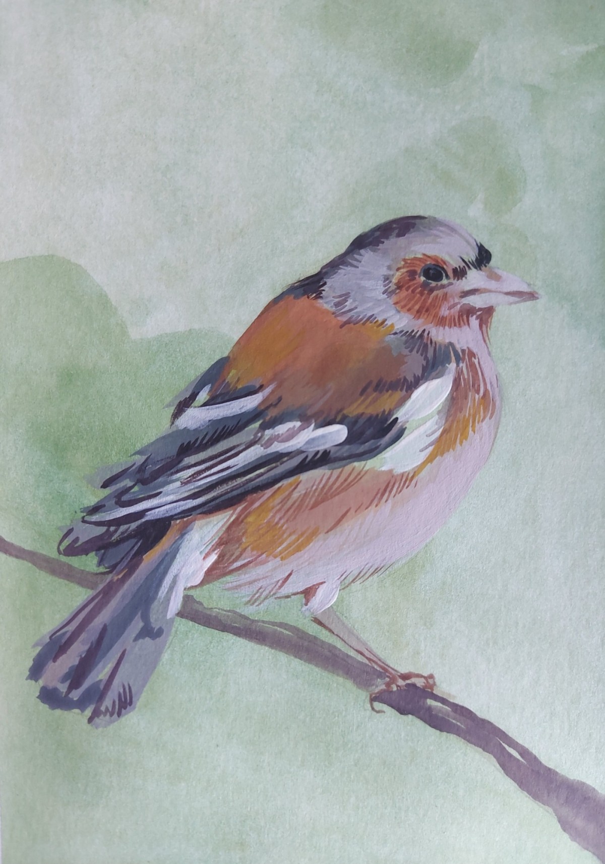 Bird Zeba