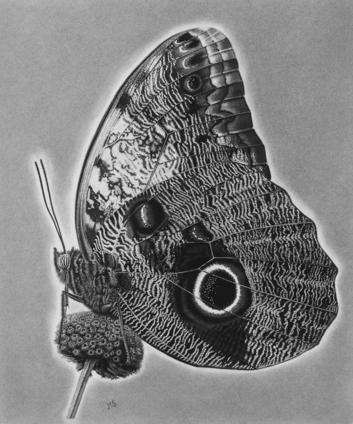 The Owl Butterfly