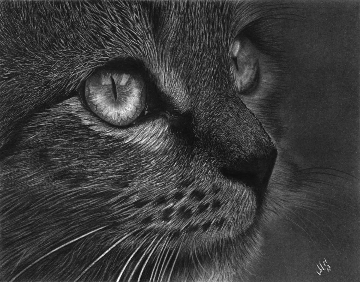 Cat eyes