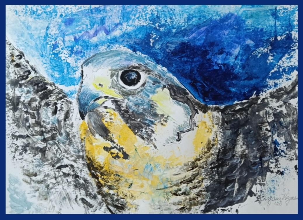 Hawk