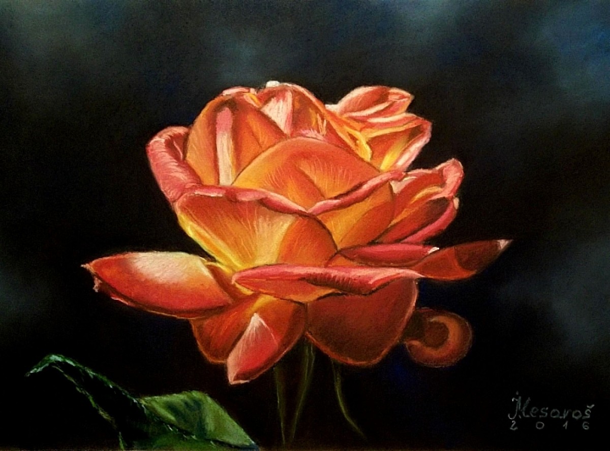 Rumba Rose