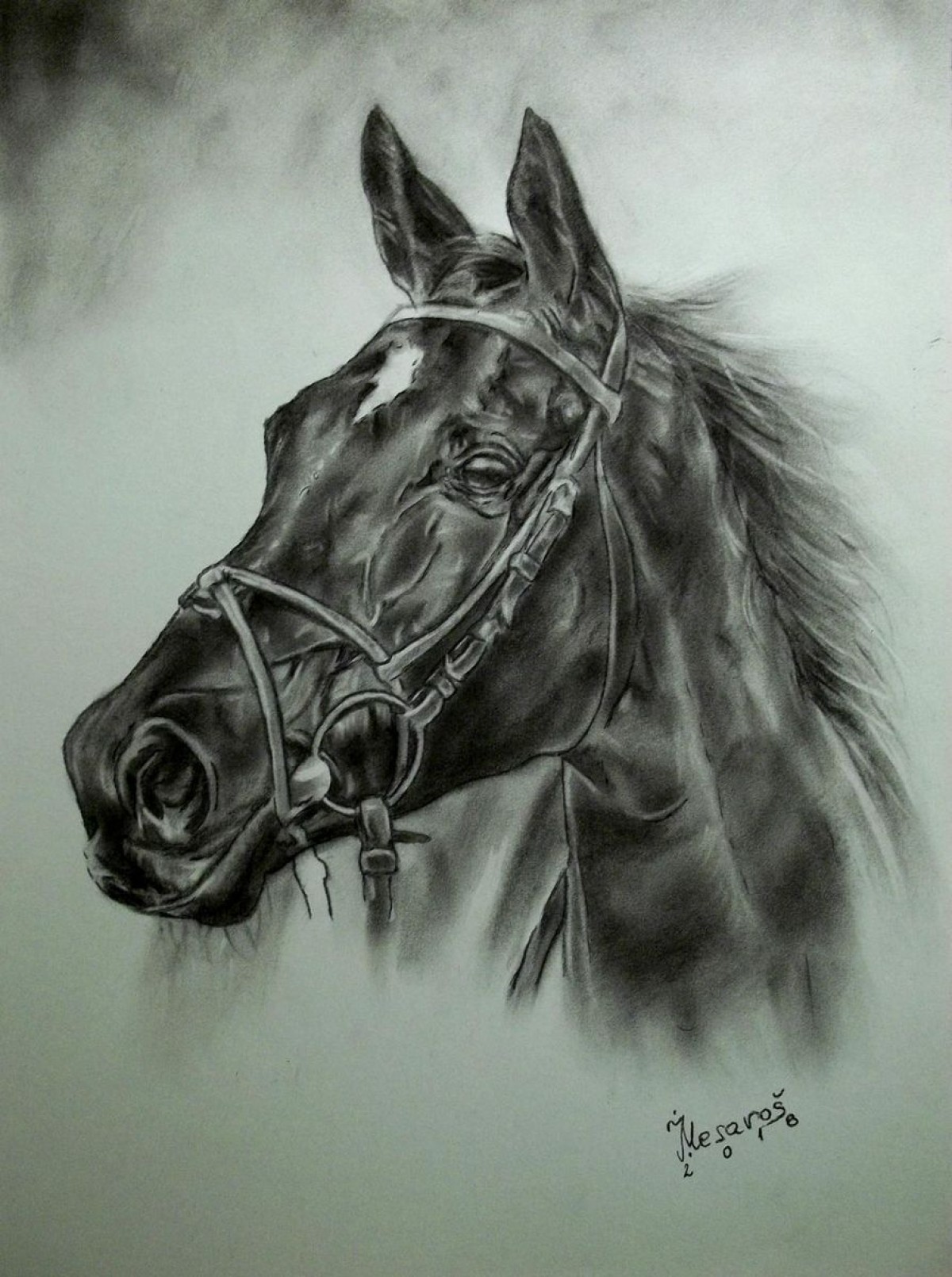 Black horse