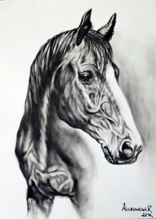 HORSE (Dry brush)